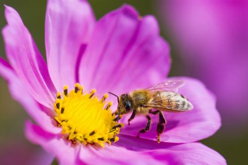 Blooming beautiful – Pilling wins two Awards  in North West in Bloom 2024!                                   